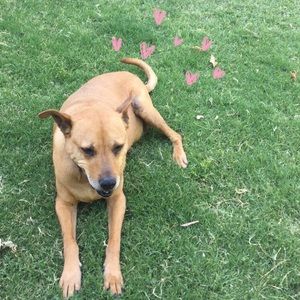 Meet your Posher, Luli